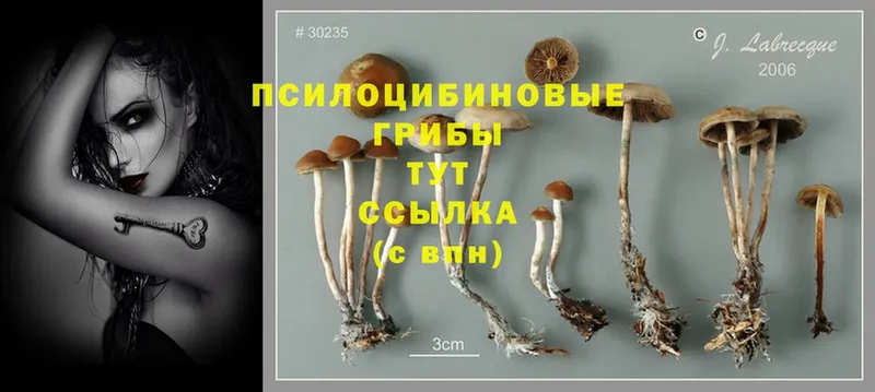 Галлюциногенные грибы Cubensis  mega сайт  Удомля 